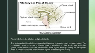 Figure 3.2 shows the pituitary and pineal glands.
The pituitary gland is called the master gland because it regulates many body processes. The
body needs certain hormones in different types of situations. In other words, your endocrine
glands do not release hormones continuously. Some signals within your body tell each gland
when to secrete hormones. There are also signals that tell the gland to stop.
 