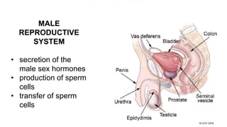 MALE
REPRODUCTIVE
SYSTEM
• secretion of the
male sex hormones
• production of sperm
cells
• transfer of sperm
cells
 