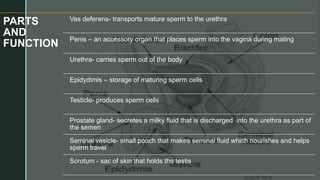 z
PARTS
AND
FUNCTION
Vas deferens- transports mature sperm to the urethra
Penis – an accessory organ that places sperm into the vagina during mating
Urethra- carries sperm out of the body
Epidydimis – storage of maturing sperm cells
Testicle- produces sperm cells
Prostate gland- secretes a milky fluid that is discharged into the urethra as part of
the semen
Seminal vesicle- small pouch that makes seminal fluid which nourishes and helps
sperm travel
Scrotum - sac of skin that holds the testis
 
