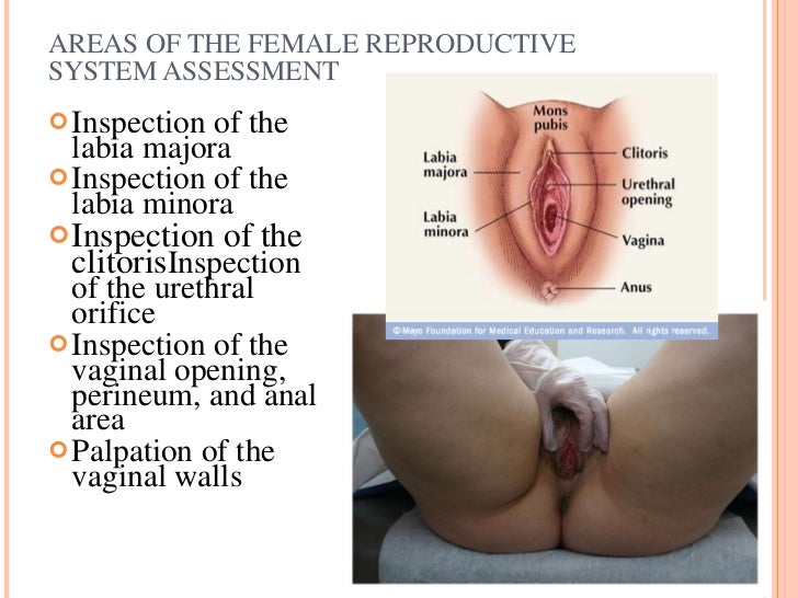 Advanced EMS Assessment - Reproductive System