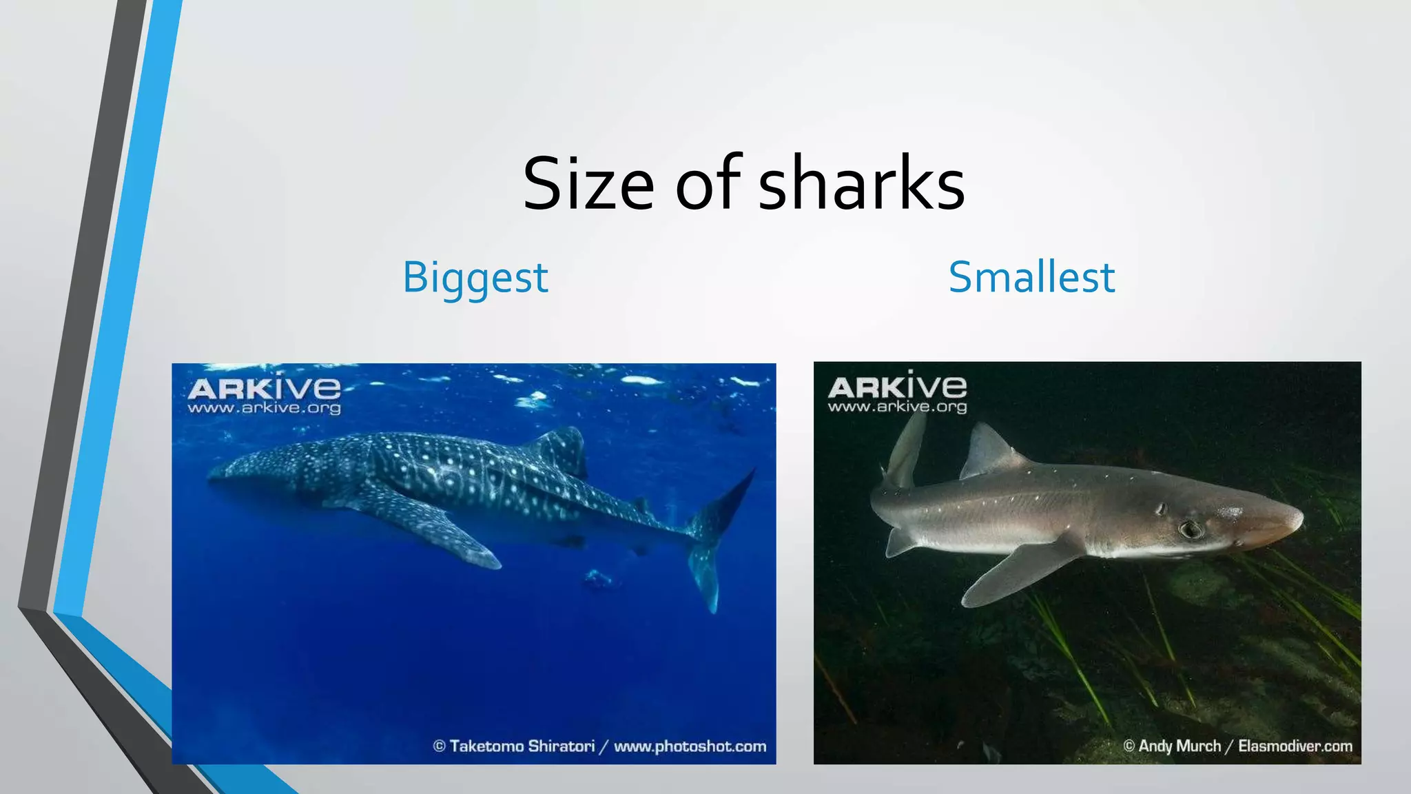 Reproductive behavior and parental care in sharks | PPTX