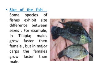 • Size of the fish -
Some species of
fishes exhibit size
difference between
sexes . For example,
in Tilapia; males
grow faster then
female , but in major
carps the females
grow faster than
male.
 