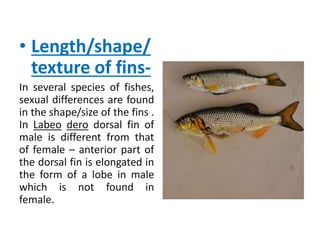 • Length/shape/
texture of fins-
In several species of fishes,
sexual differences are found
in the shape/size of the fins .
In Labeo dero dorsal fin of
male is different from that
of female – anterior part of
the dorsal fin is elongated in
the form of a lobe in male
which is not found in
female.
 