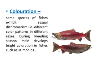 • Colouration –
some species of fishes
exhibit sexual
dichromatism i.e. different
color patterns in different
sexes. During breeding
season male develops
bright coloration in fishes
such as salmonids .
 