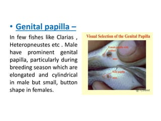 • Genital papilla –
In few fishes like Clarias ,
Heteropneustes etc . Male
have prominent genital
papilla, particularly during
breeding season which are
elongated and cylindrical
in male but small, button
shape in females.
 