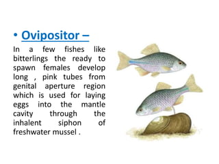 • Ovipositor –
In a few fishes like
bitterlings the ready to
spawn females develop
long , pink tubes from
genital aperture region
which is used for laying
eggs into the mantle
cavity through the
inhalent siphon of
freshwater mussel .
 
