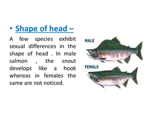 • Shape of head –
A few species exhibit
sexual differences in the
shape of head . In male
salmon , the snout
develops like a hook
whereas in females the
same are not noticed.
 