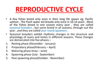 REPRODUCTIVE CYCLE
• A few fishes breed only once in their long life spawn eg. Pacific
salmon . The fresh water eel breeds only once in 10-14 years . Most
of the fishes breed in one season every year , they are called
seasonal breeders , but some breed in all seasons, through out the
year , and they are called year round spawners .
• Seasonal breeders exhibit rhythmic changes in the structure and
physiology of ovary and testes in different seasons. These changes
are demarcated into five phases –
1. Resting phase (December - January)
2. Preparatory phase(February – April)
3. Maturing phase (may – June)
4. Spawning phase (July - September)
5. Post spawning phase(October - November)
 