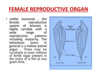 FEMALE REPRODUCTIVE ORGAN
• Unlike mammals , the
female reproductive
system of teleosts is
highly variable with a
wide range of
reproductive patterns
including viviparity. The
teleostean ovary in
general is a hollow paired
organ . There may be
hundreds or even millions
of fertile eggs present in
the ovary of a fish at any
given time.
 