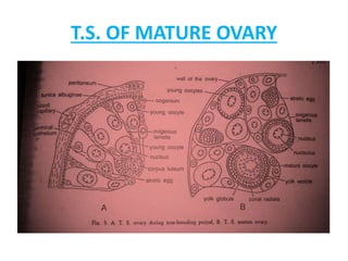 T.S. OF MATURE OVARY
 