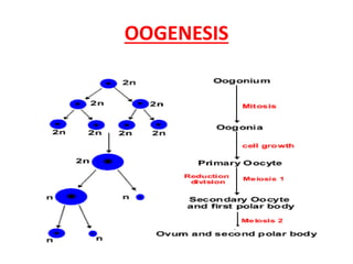 OOGENESIS
 
