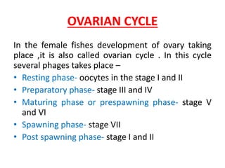OVARIAN CYCLE
In the female fishes development of ovary taking
place ,it is also called ovarian cycle . In this cycle
several phages takes place –
• Resting phase- oocytes in the stage I and II
• Preparatory phase- stage III and IV
• Maturing phase or prespawning phase- stage V
and VI
• Spawning phase- stage VII
• Post spawning phase- stage I and II
 