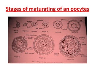 Stages of maturating of an oocytes
 