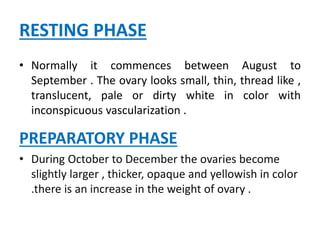 RESTING PHASE
• Normally it commences between August to
September . The ovary looks small, thin, thread like ,
translucent, pale or dirty white in color with
inconspicuous vascularization .
PREPARATORY PHASE
• During October to December the ovaries become
slightly larger , thicker, opaque and yellowish in color
.there is an increase in the weight of ovary .
 