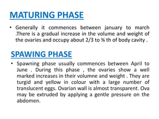 MATURING PHASE
• Generally it commences between january to march
.There is a gradual increase in the volume and weight of
the ovaries and occupy about 2/3 to ¾ th of body cavity .
SPAWING PHASE
• Spawning phase usually commences between April to
June . During this phase , the ovaries show a well
marked increases in their volumne and weight . They are
turgid and yellow in colour with a large number of
translucent eggs. Ovarian wall is almost transparent. Ova
may be extruded by applying a gentle pressure on the
abdomen.
 