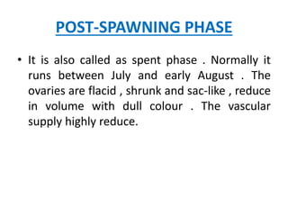 POST-SPAWNING PHASE
• It is also called as spent phase . Normally it
runs between July and early August . The
ovaries are flacid , shrunk and sac-like , reduce
in volume with dull colour . The vascular
supply highly reduce.
 