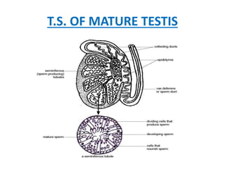 T.S. OF MATURE TESTIS
 
