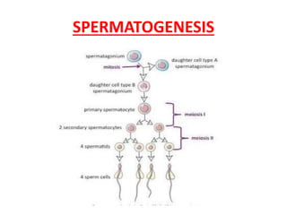 SPERMATOGENESIS
 
