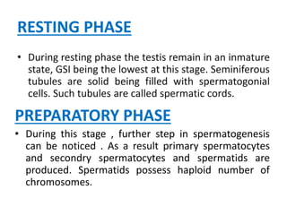 RESTING PHASE
• During resting phase the testis remain in an inmature
state, GSI being the lowest at this stage. Seminiferous
tubules are solid being filled with spermatogonial
cells. Such tubules are called spermatic cords.
PREPARATORY PHASE
• During this stage , further step in spermatogenesis
can be noticed . As a result primary spermatocytes
and secondry spermatocytes and spermatids are
produced. Spermatids possess haploid number of
chromosomes.
 