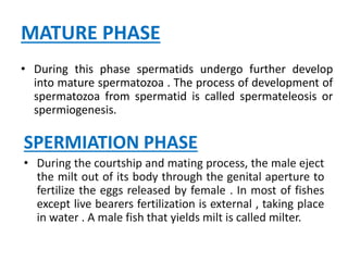 MATURE PHASE
• During this phase spermatids undergo further develop
into mature spermatozoa . The process of development of
spermatozoa from spermatid is called spermateleosis or
spermiogenesis.
SPERMIATION PHASE
• During the courtship and mating process, the male eject
the milt out of its body through the genital aperture to
fertilize the eggs released by female . In most of fishes
except live bearers fertilization is external , taking place
in water . A male fish that yields milt is called milter.
 