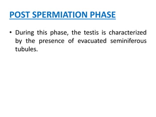 POST SPERMIATION PHASE
• During this phase, the testis is characterized
by the presence of evacuated seminiferous
tubules.
 