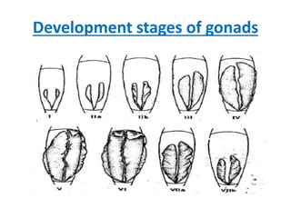 Development stages of gonads
 