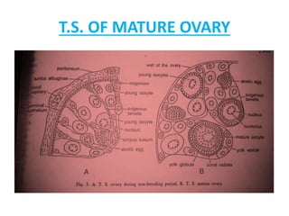 Reproductive biology