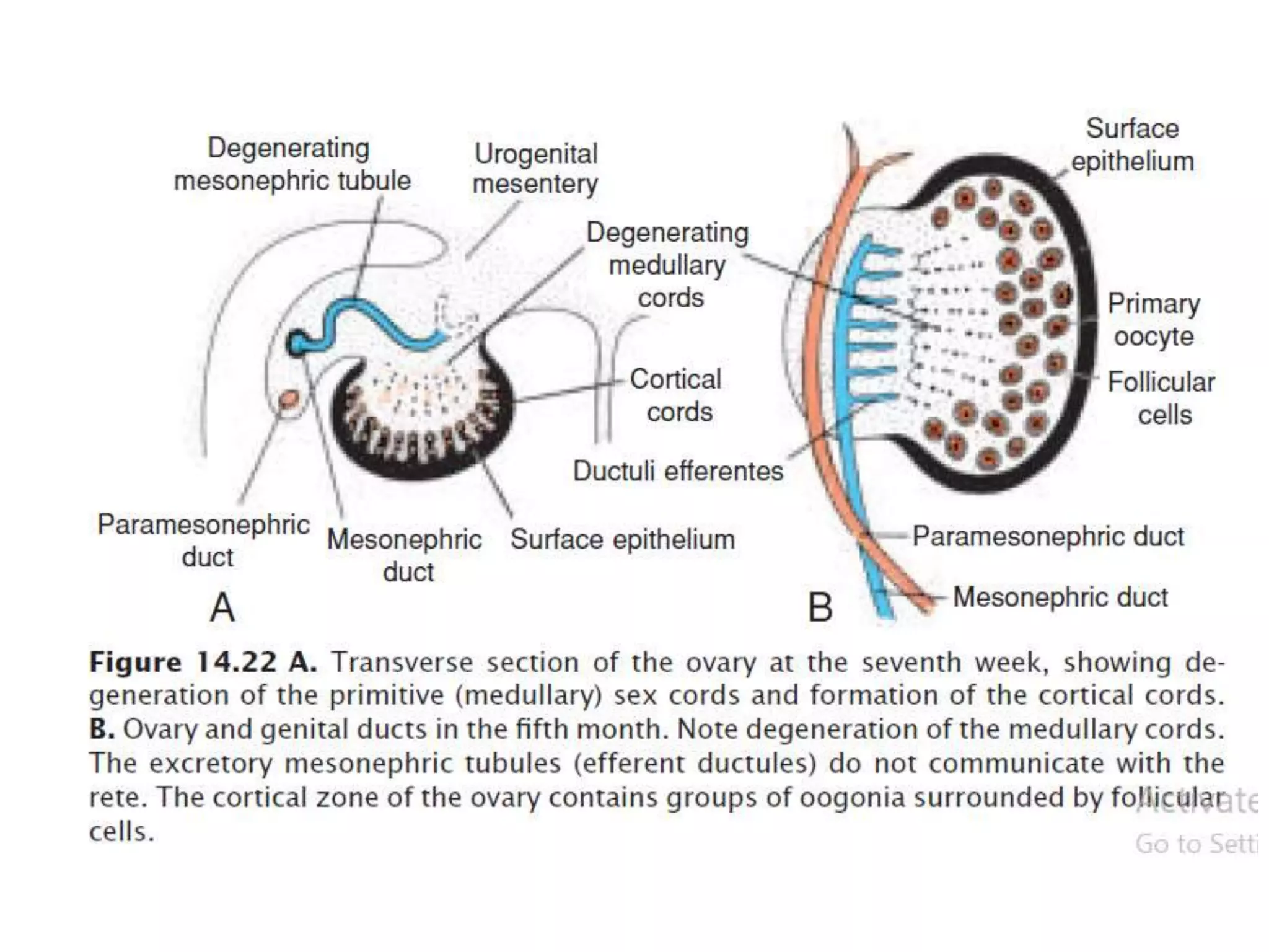 Sexual Differentiation During Development and Gonadal Dysgenesis | PPTX
