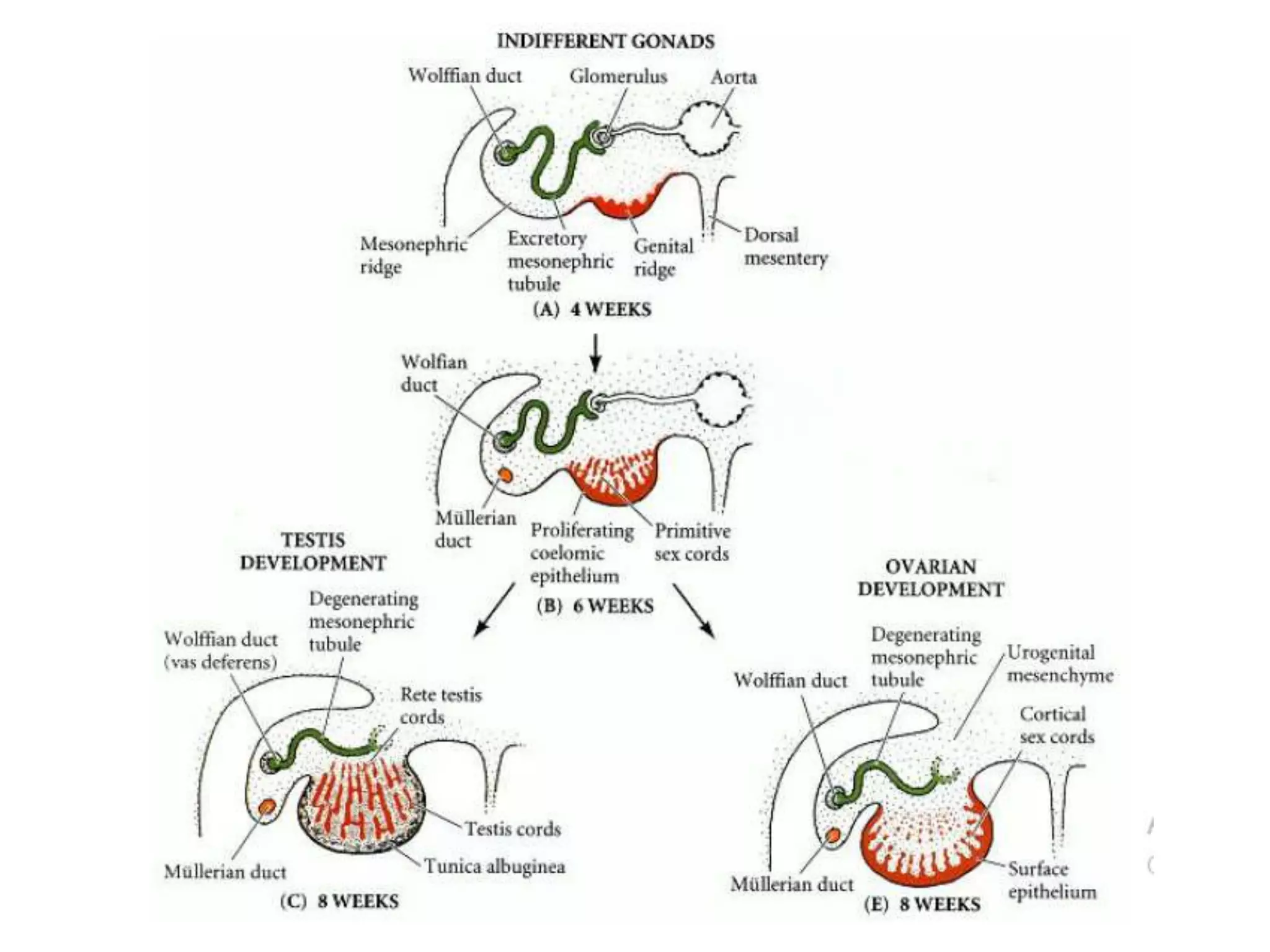Sexual Differentiation During Development and Gonadal Dysgenesis | PPTX
