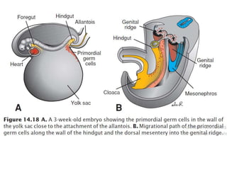 Sexual Differentiation During Development and Gonadal Dysgenesis | PPTX