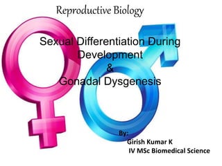 Reproductive Biology
Sexual Differentiation During
Development
&
Gonadal Dysgenesis
By:
Girish Kumar K
IV MSc Biomedical Science
 