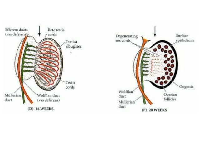 Sexual Differentiation During Development and Gonadal ... cah enzyme diagram 