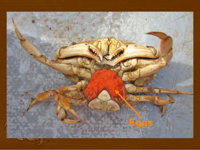 how does a crab reproduce