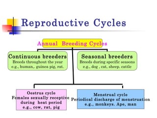 Reproductive Cycles Annual  Breeding Cycles Continuous breeders Breeds throughout the year e.g., human,. guinea pig, rat. Seasonal breeders Breeds during specific seasons e.g., dog , cat, sheep. cattle Oestrus cycle Females sexually receptive  during  heat period e.g., cow, rat, pig Menstrual cycle Periodical discharge of menstruation e.g., monkeys. Ape, man 