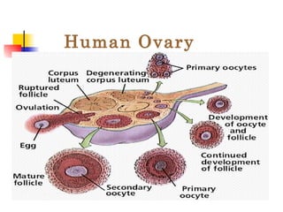 Human Ovary 