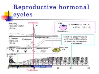Reproductive hormonal cycles 