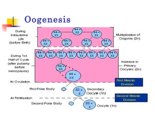 Oogenesis 