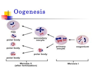 Oogenesis 