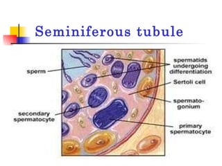 Seminiferous tubule 