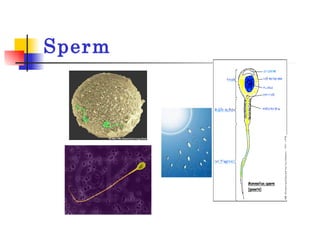 Sperm 