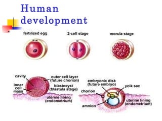 Human development 