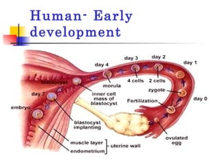 Human- Early development 