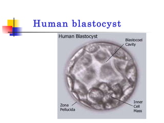 Human blastocyst 