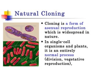 Natural Cloning Cloning is  a form of asexual reproduction  which is widespread in nature.  In single-cell organisms and plants, it is an entirely  normal process  (division, vegetative reproduction),  
