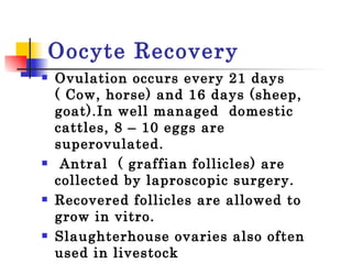 Oocyte Recovery Ovulation occurs every 21 days ( Cow, horse) and 16 days (sheep, goat).In well managed  domestic  cattles, 8 – 10 eggs are superovulated.  Antral  ( graffian follicles) are collected by laproscopic surgery. Recovered follicles are allowed to grow in vitro.  Slaughterhouse ovaries also often used in livestock  
