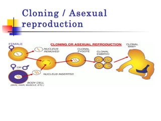 Cloning / Asexual reproduction 