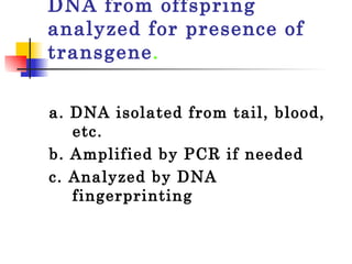 DNA from offspring analyzed for presence of transgene . a. DNA isolated from tail, blood, etc.  b. Amplified by PCR if needed  c. Analyzed by DNA fingerprinting  