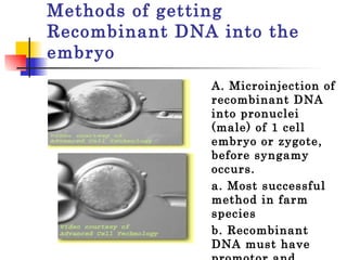Methods of getting Recombinant DNA into the embryo A. Microinjection of recombinant DNA into pronuclei (male) of 1 cell embryo or zygote, before syngamy occurs.  a. Most successful method in farm species b. Recombinant DNA must have promotor and polyadenylation signals  