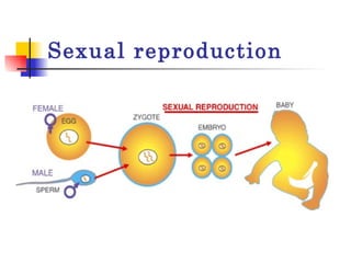 Sexual reproduction 