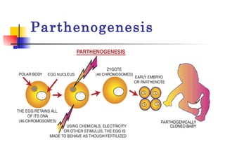 Parthenogenesis 